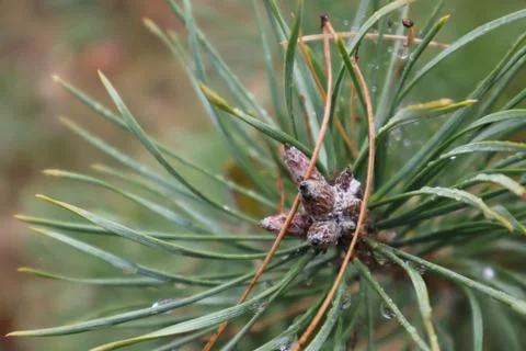 Close up of dewy pine needles and cones displaying freshness of nature Stock Photos