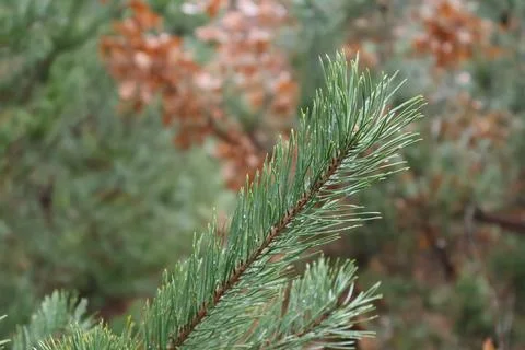 Close up of dewy pine needles on a conifer branch in the forest Stock Photos