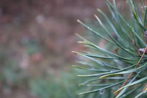 Close up of dewy pine needles creating a serene natural background Stock Photos
