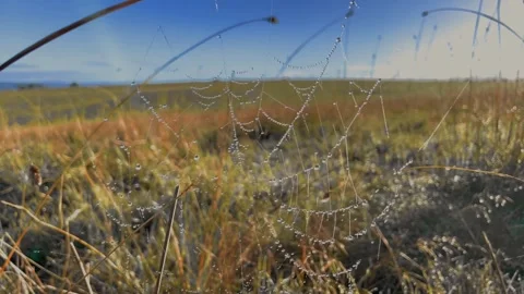 Close-Up of Dewy Spider Web at Sunrise in Rural Australia Stock Footage 241466390