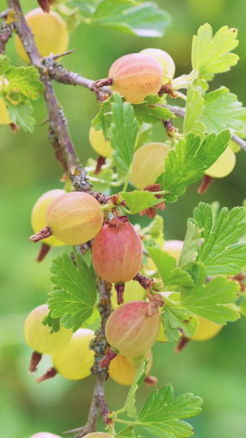 Close-up diagonal branch of ripening gooseberries with lobed green leaves under  Stock Footage 342056401