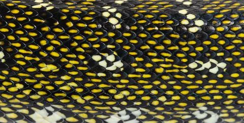 Close-up on Diamond python scales, snake, Morelia spilota spilot Stock Photos