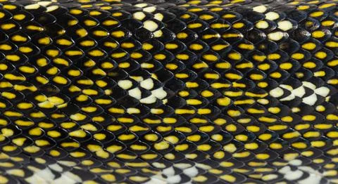 Close-up on Diamond python scales, snake, Morelia spilota spilot Foto stock