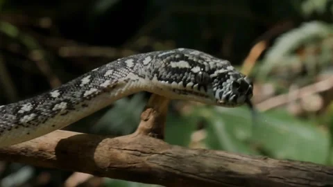 Close Up Diamond Python Snake Hunting with Intense Eyes and Open Mouth 스톡 동영상 331774229