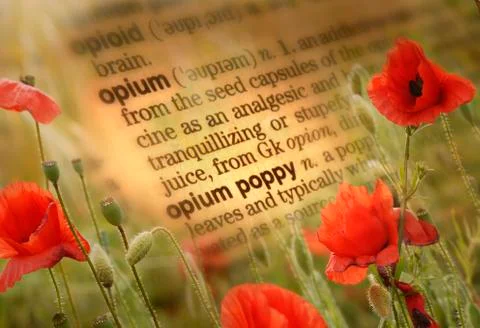CLOSE UP OF DICTIONARY PAGE SHOWING DEFINITION OF THE WORD OPIUM POPPY Foto stock