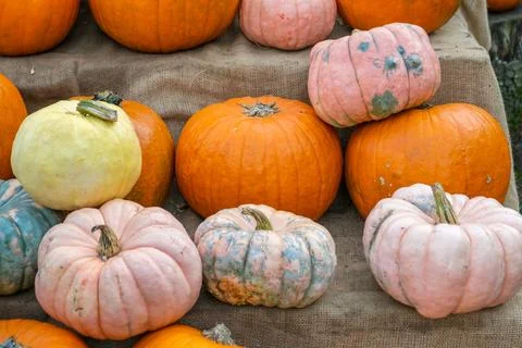 Close-up of different colored pumpkins on fabric, including pink and blue Stock-Fotos