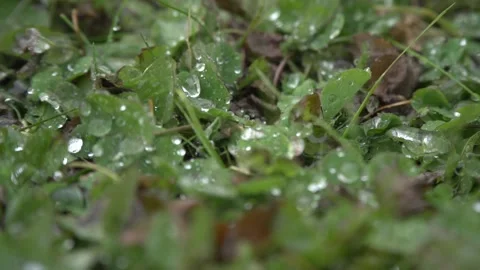 Close up of different size raindrops on grass and leaves under the autumn rain Stock Footage 164865687