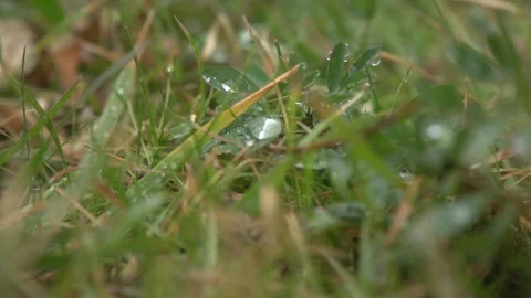 Close up of different size raindrops on grass when it's rainy and windy Stock Footage 164865688