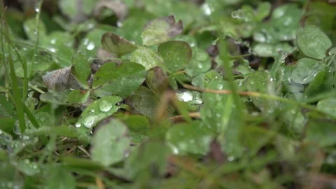 Close up of different size raindrops on grass when it's a little rainy and windy Stock Footage 164865710