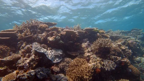 Close-up of different types of coral on the Great Barrier Reef in Australia Stock Footage 93768684