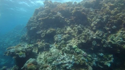 Close-up of different types of coral on the Great Barrier Reef in Australia Stock Footage 93768820