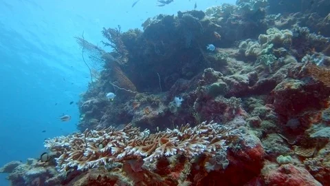 Close-up of different types of coral on the Great Barrier Reef in Australia Stock Footage 93769403