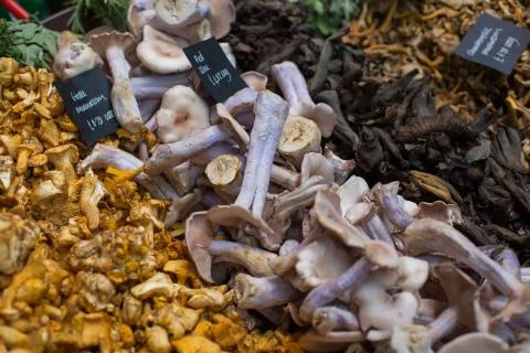 Close up of different types of mushrooms Stock Photos