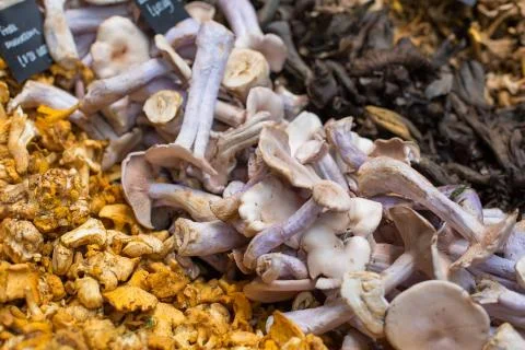 Close up of different types of mushrooms Stockfoto's