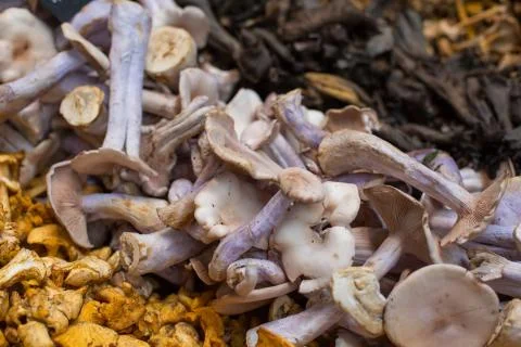 Close up of different types of mushrooms Stock Photos