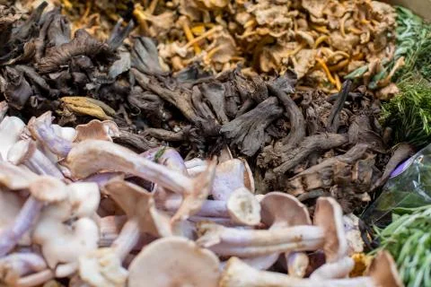 Close up of different types of mushrooms Stock Photos