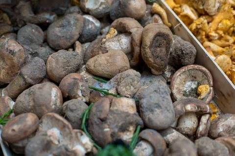 Close up of different types of mushrooms Stock Photos