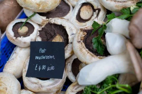Close up of different types of mushrooms Stock Photos