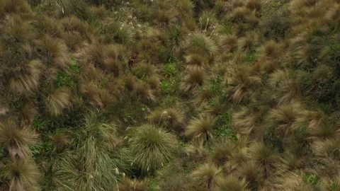 Close up of different types of plants in the andean mountains Stock Footage 142756184