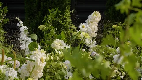 Close-up of different types of white flowers with greenery moving in the wind. Stock Footage 288217251
