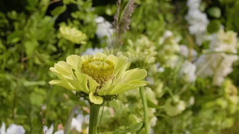 Close-up of different types of white flowers with greenery moving in the wind. Stock-Footage 288217330