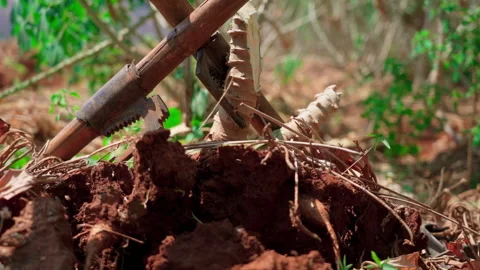 Close up Dig stub from dirt slow motion 50fps Stock Footage 156229590