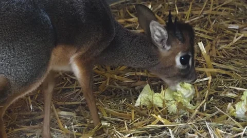 Close up of dik dik antelope eating Stock Footage 271203299