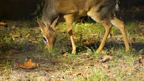 Close up of a dik dik antelope eating Stock Footage 272742210