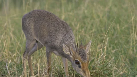 Close up dik-dik antelope Video stock 245048989