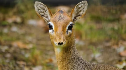 Close up of a dik dik antelope Stock Footage 261245758