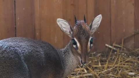 Close up of a dik dik antelope Stock Footage 271498285
