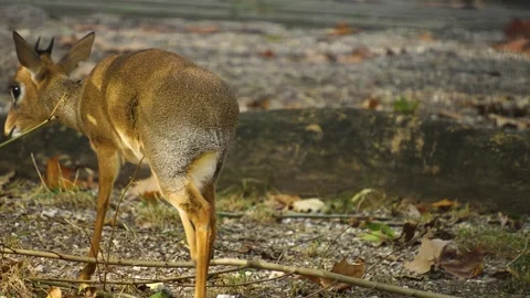 Close up of a dik dik antelope  Stock Footage 272822403