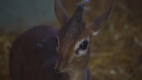 Close up of dik dik antelope head Video stock 254931509