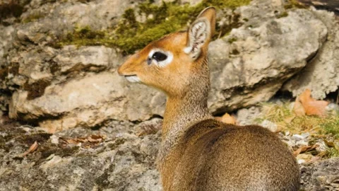 Close up of a Dik-dik antelope looking Stock Footage 261193677