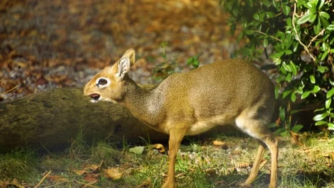 Close up of a dik dik eating Stock-Footage 272734653