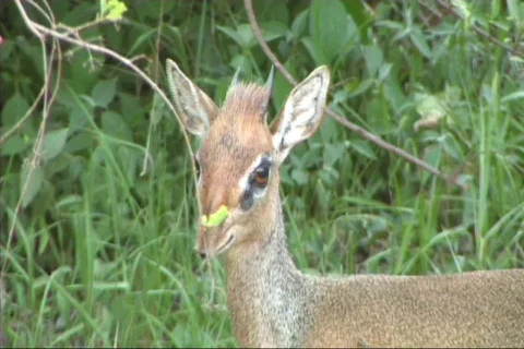 Close-up of a dik dik Stock Footage 617865