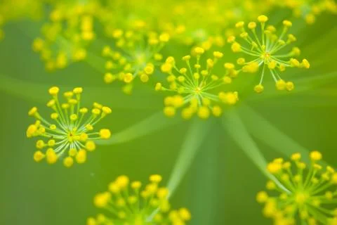 Close-up of a Dill herb Photos