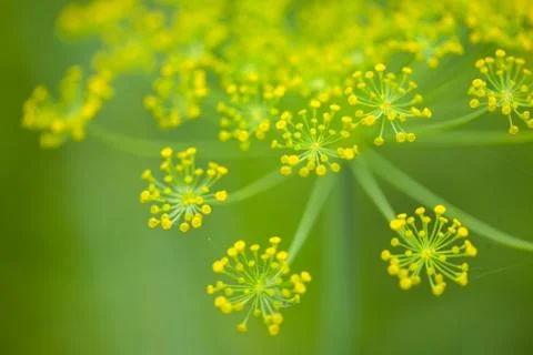 Close-up of a Dill herb Фото