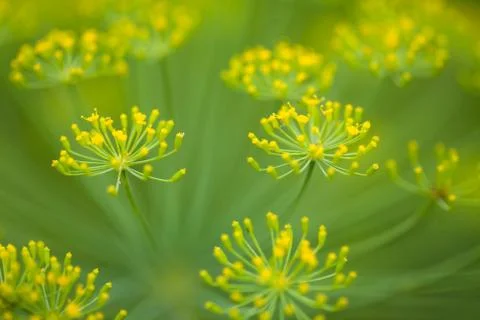 Close-up of a Dill herb Photos