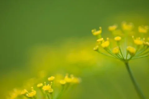Close-up of a Dill herb Stock Photos