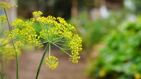 Close-up of dill inflorescence in the garden. Stock Footage 119386563