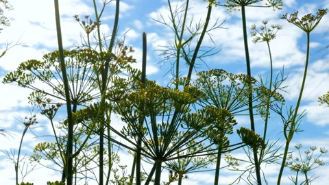Close-up of dill inflorescence. Small yellow flowers of dill plant growing on a Stock Footage 99398663