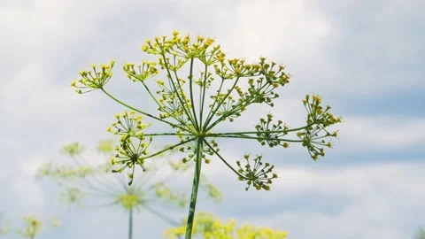 Close-up of dill inflorescence. Small yellow flowers of dill plant growing on a Stock Footage 130347533