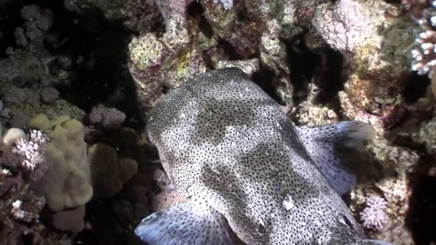 Close-up Diodon hystrix fish hedgehog Porcupinefish underwater Red sea. Stock Footage 83769285