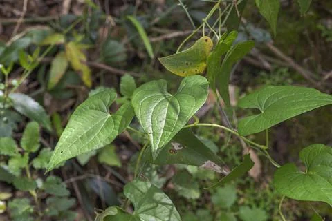 Close-up of Dioscorea communis leaves in Los Alcornocales Natural Park, Cadiz Stock Photos