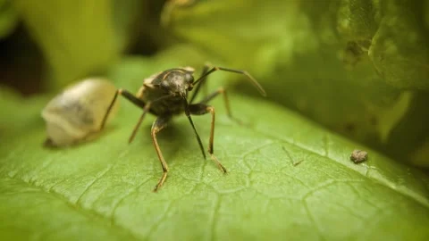 Close-up of dirt-colored seed bug (Rhyparochromus vulgaris) Видео 339001945
