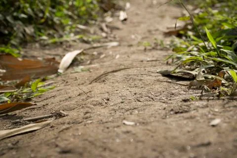 Close up dirt pathway in the forest and leaves Stock Photos
