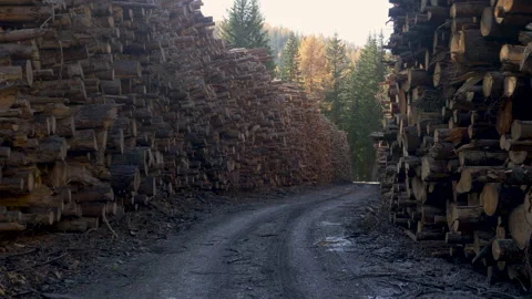 CLOSE UP: Dirt road leads through a logging facility full of chopped down trees Stock Footage 141605958