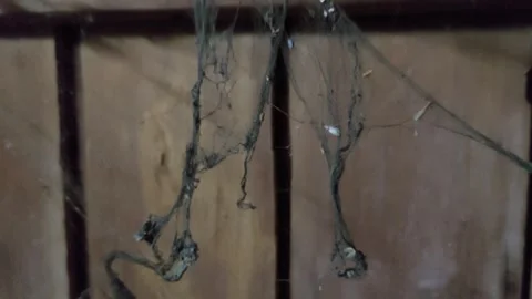 Close up, dirty cobwebs Stock Footage 263023478