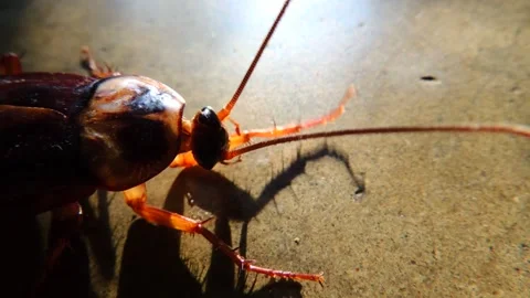 Close up dirty cockroach insect bug antenna cleaning grooming behaviour habit Stock Footage 146519660